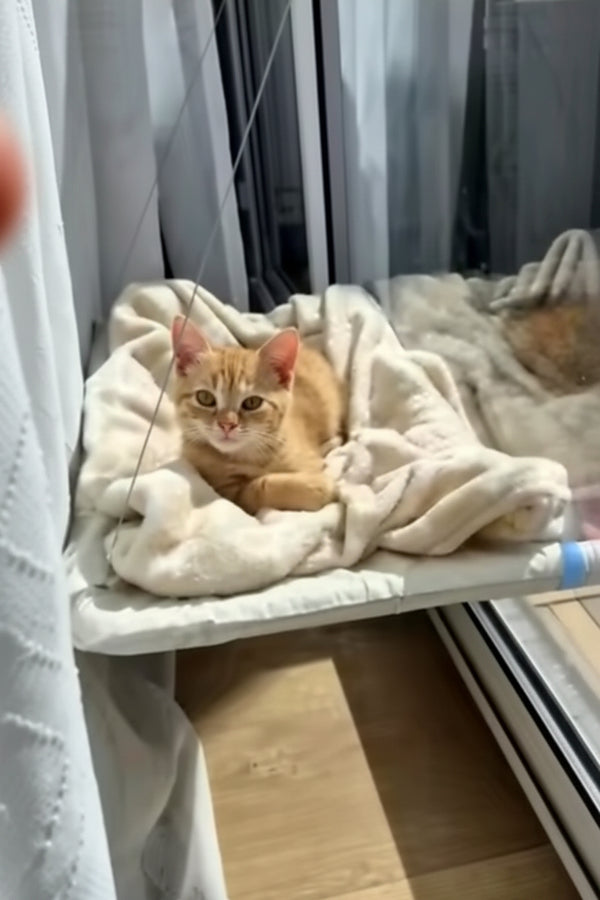 Gatto felice