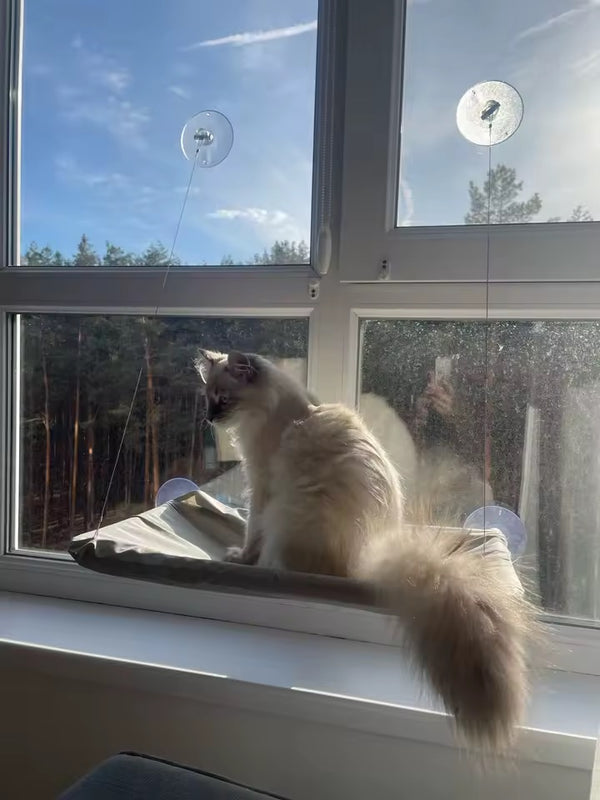 Gatto felice