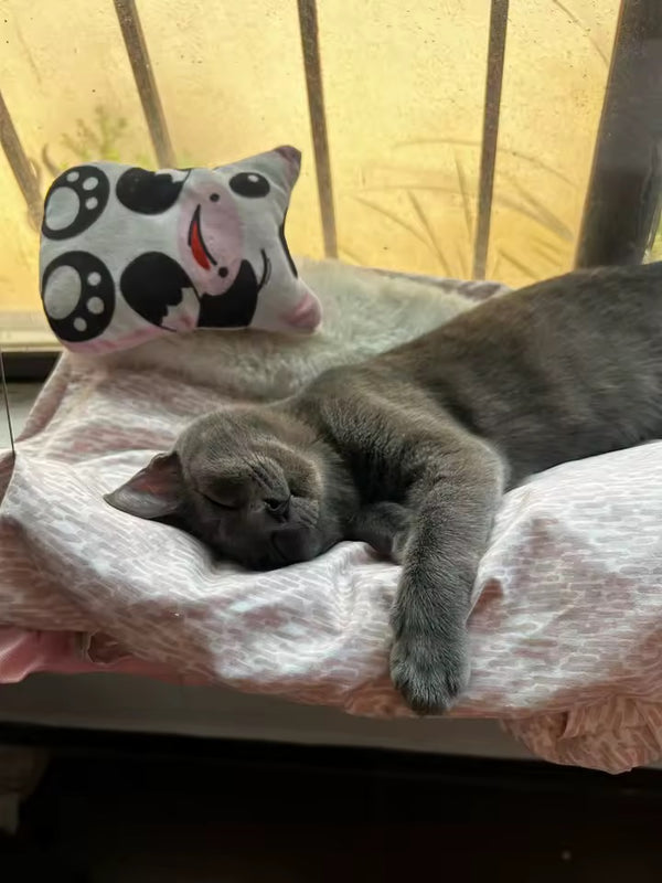 Gatto felice