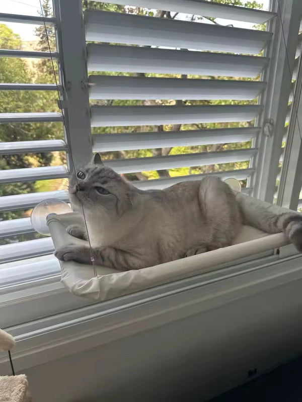 Gatto felice