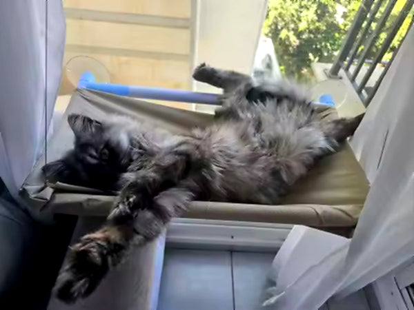 Gatto felice
