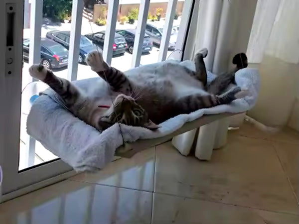 Gatto felice